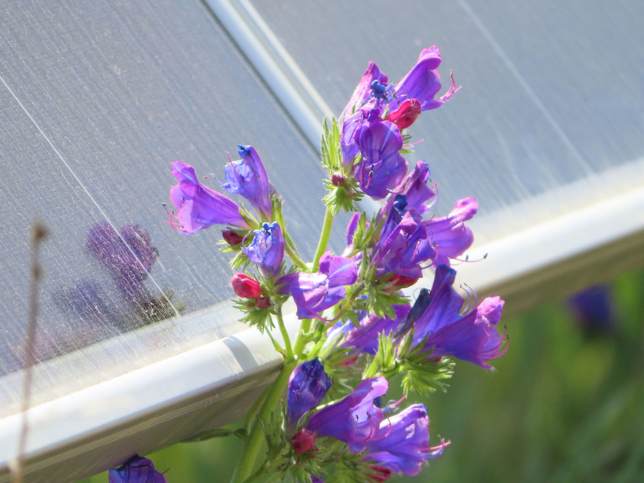 Solar and biodiversity
