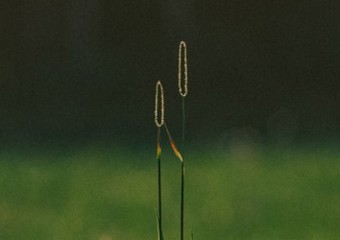 Tall grass