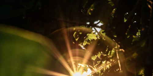 Sun shining through leaf