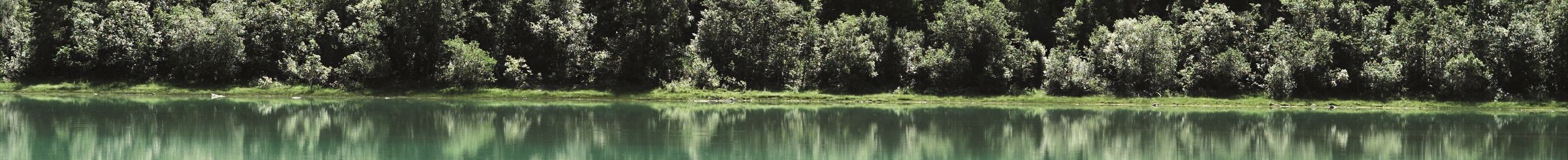 Trees and water