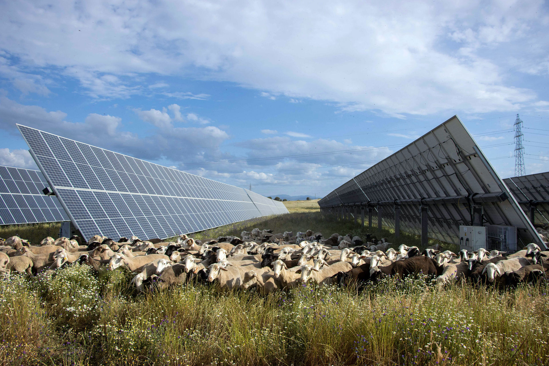 Sheep and solar panels