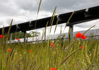 Solar panels and wild flowers