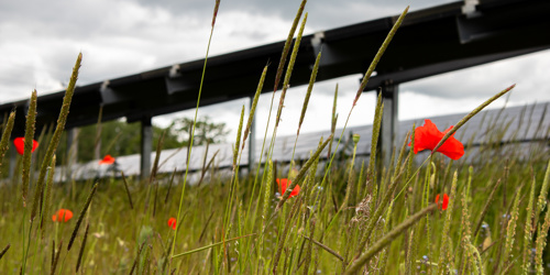 Solar panels and wild flowers