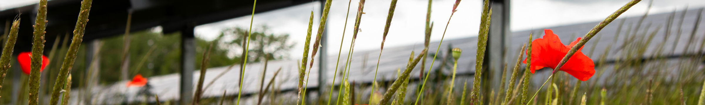 Solar panels and wild flowers