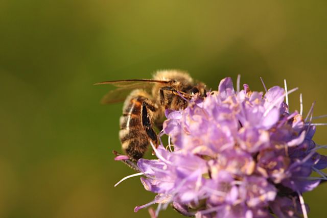 A bumble bee on a light purple flower