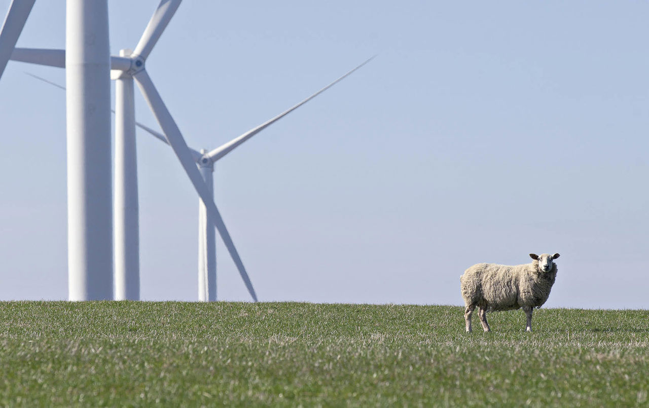 Baille Wind Farm with sheep