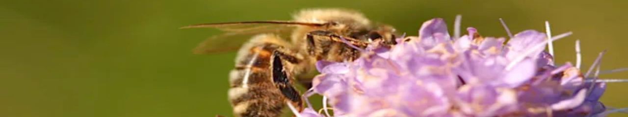 two bees on a purple flower