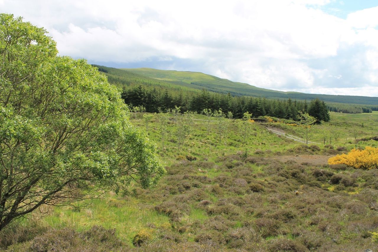 Site of the Windy Rig Wind Farm, on Moorbrock Estate, 10km south of New Cumnock, Dumfries & Galloway.