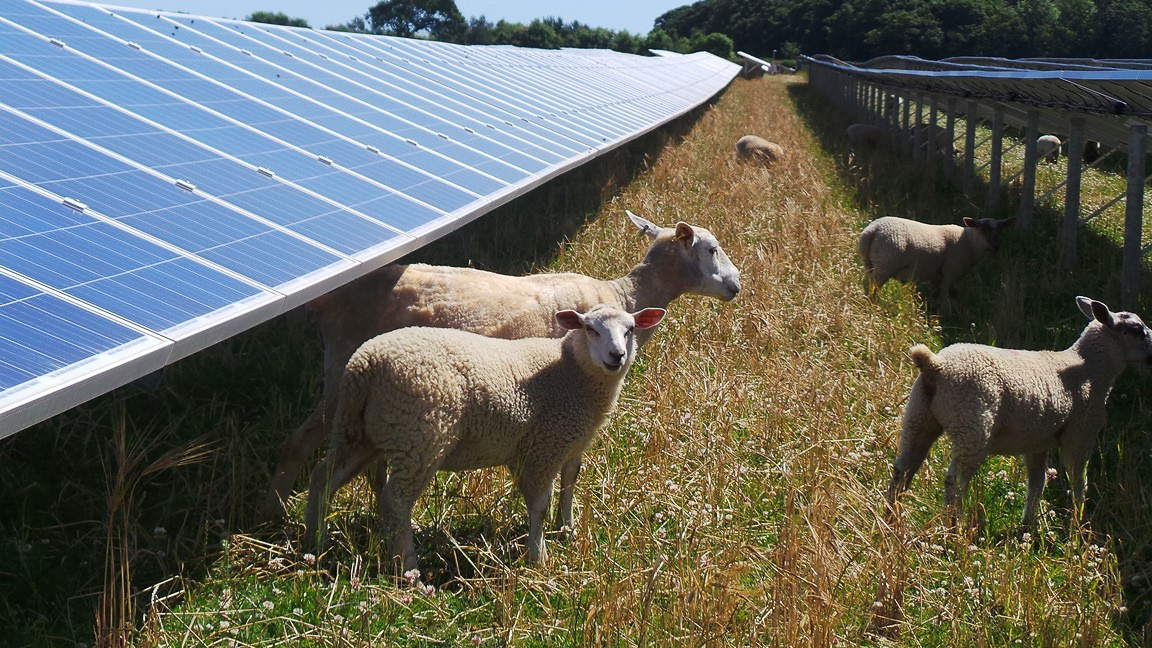 solar sheep.jpg